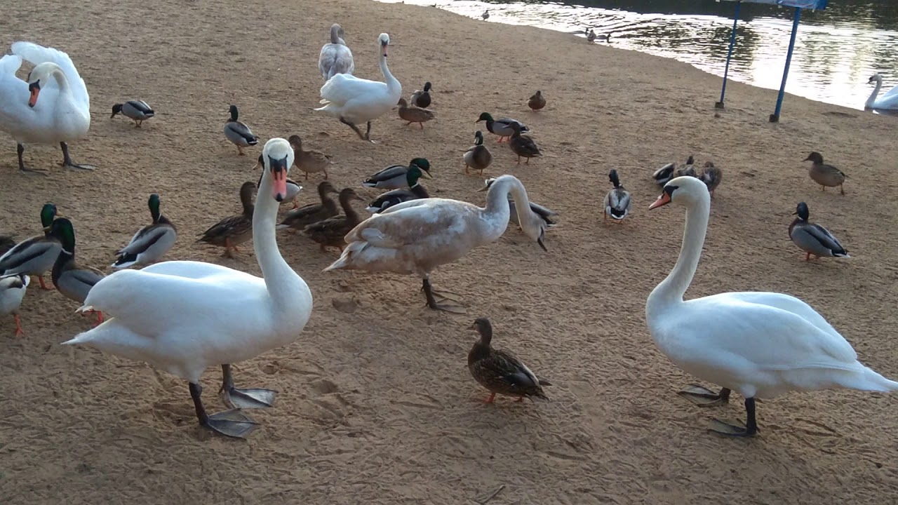 Красивые лебеди и забавные утки - YouTube