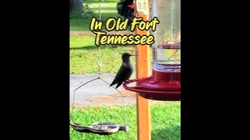 Hummingbird Update #birds #hummingbird #update