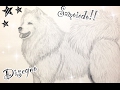 Disegno samoiedo | How to draw Samoyed | Art | Drawing dog | Disegno samoiedo | How to draw Samoyed | Art | Drawing dog |
