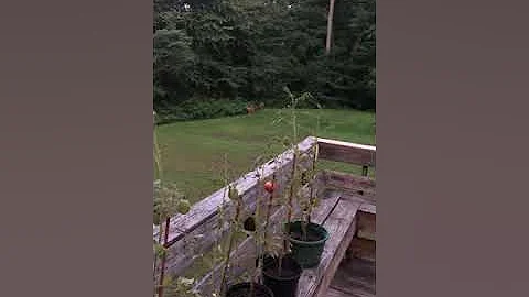Deer and rabbits