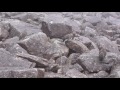 4K 抜戸岳の雄雷鳥の合唱