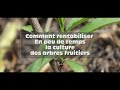 Comment rentabiliser en peu de temps la culture des arbres fruitiers ?