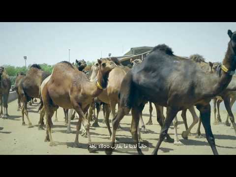 مزرعة النوق مزارع العين للإنتاج الحيواني عربي