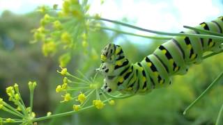 Caterpillar buffet