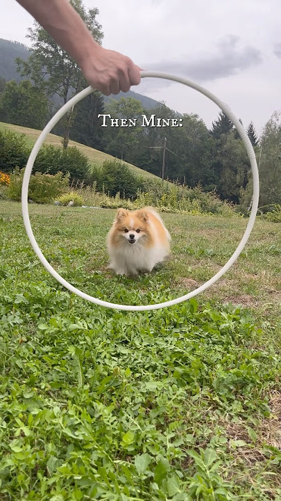 Need i say more?🫢😍 #dog #pomeranian #shorts
