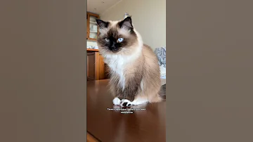 Гипоаллергенные породы кошек