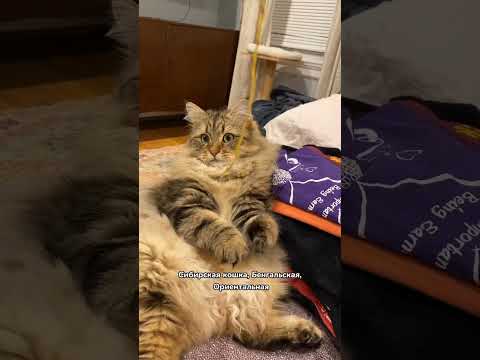 Гипоаллергенные породы кошек