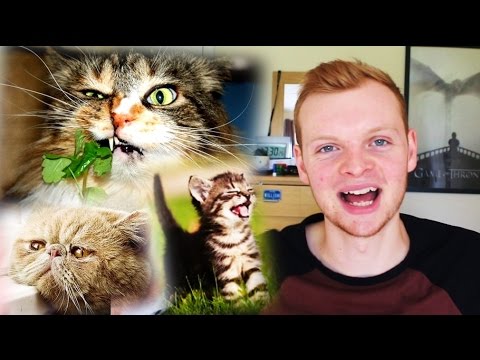 impressions-of-cats!!