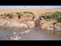 Wildebeest Crossing and Male Lions - WILDLIFE PHOTOGRAPHY ON SAFARI