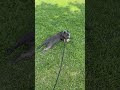 STOP!!!!! #americanbully #trending #puppy #funny #viral #scream #gsds #anime #pets #bullyworld #love