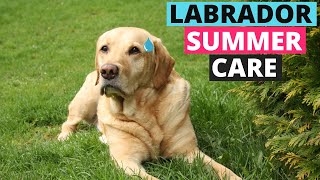 Can Labradors Survive in Hot Weather? by Labrador Care 3,482 views 1 year ago 3 minutes, 43 seconds