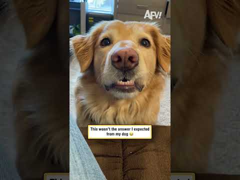 This wasn't the answer I expected from my dog
