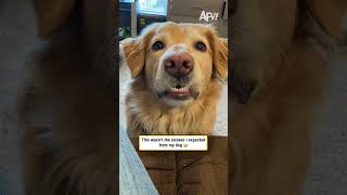 This wasn't the answer I expected from my dog