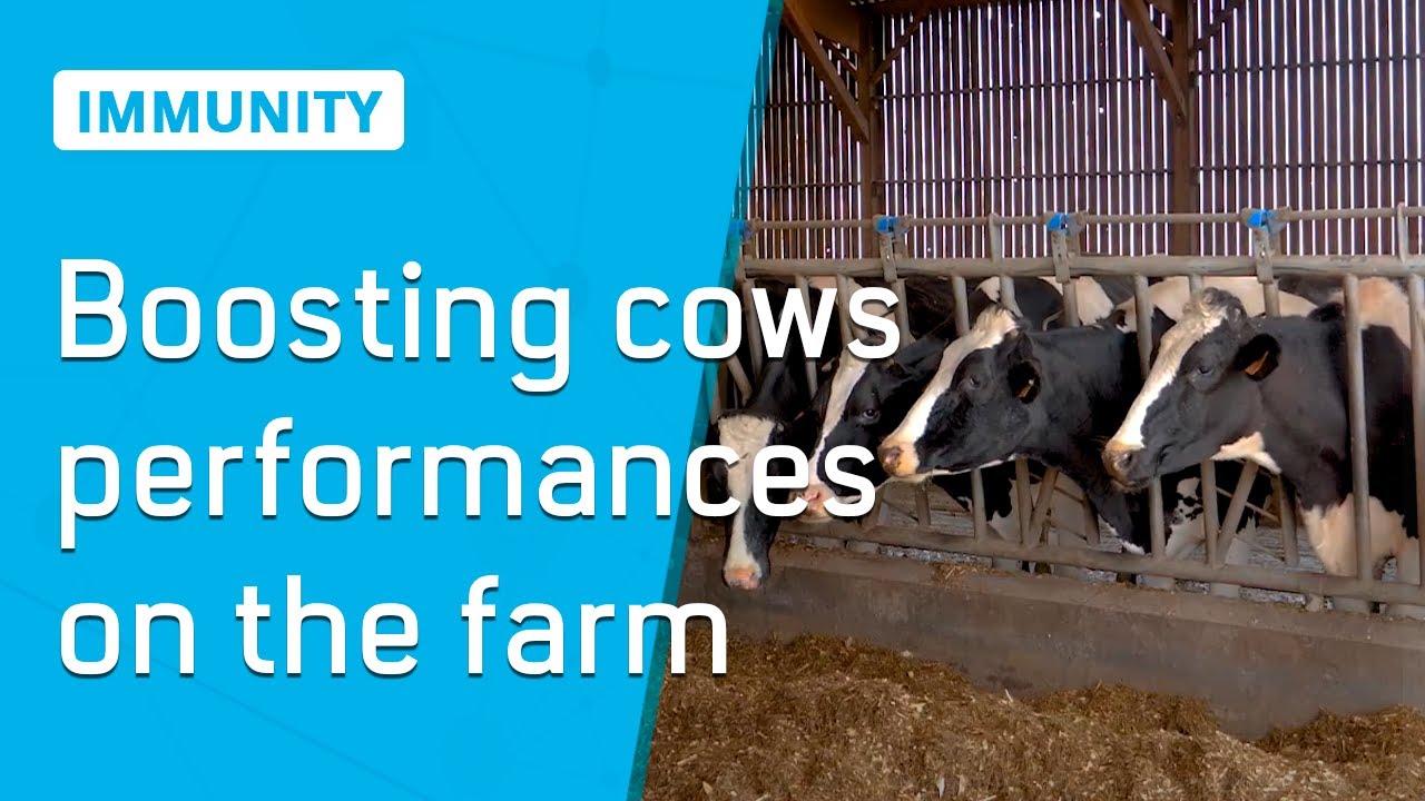 📈🐄Boost your cows’ performance with Algimun®!