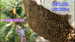 #1148. Có Người MẠO DANH Điệp Bắt 6 Tổ Ong Khổng Lồ. Someone IMpersonated Captured 6 Beehives