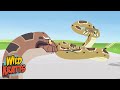 Wildlife Adventure Quiz