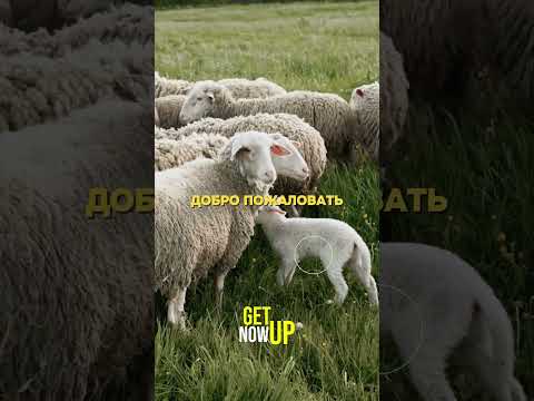 Самая мирная страна в мире — Новая Зеландия #мотивация #саморазвитие #путешествия
