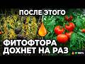 МОЩНО от ФИТОФТОРЫ И МУЧНИСТОЙ РОСЫ! Испытайте СИЛУ ПРИРОДЫ #огород #дача #сад #советыдачникам