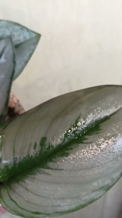 сциндапсус мунлайт #plants #комнатныерастения #коллекция #сциндапсус # ...