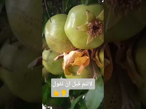 اللهم اميييين يارب العالمين كلام من دهب اكسبلور معجزات الدعاء عباده