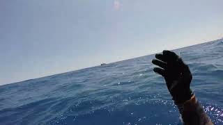 Spearfishing Northcyprus white grouper