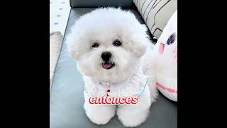 ¿Gastarías 50.000 € para hacer feliz a tu perro?#dog #funny #cute #shorts