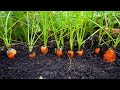 How to Direct Sow Seeds Fast