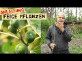 Ref:ZsJzC2lhcaE Eine feige pflanzen - der richtige standort, sorte und einpflanzen von feigenb�umen im garten