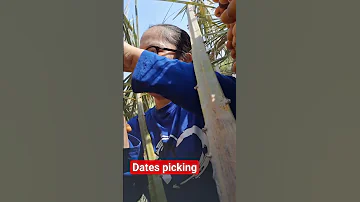 Dates Tamar Ratab Shortsvideo 