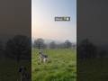 Wildlife Walk 🦌 for the Dog 🐶 Buzzy 🐝#englishsetter #doglife