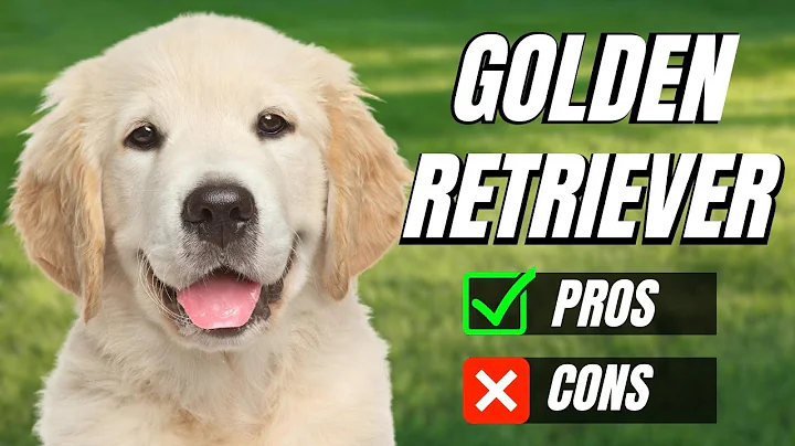 Golden Retriever Pros And Cons: Do You Still Want One?