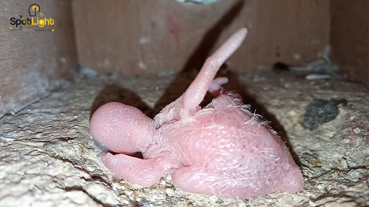 This baby lovebirds grows very quickly and moves with lively and