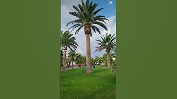 الشيخ خالد الجليل ماتيسر من سورة ابراهيم الآيات( 24 -25 )