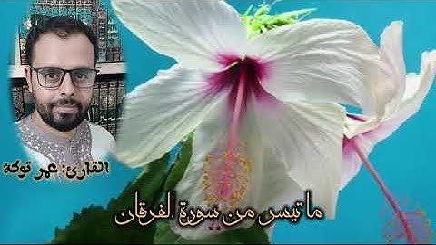 #ماتيسر من سورة الفرقان## عمر توكة#