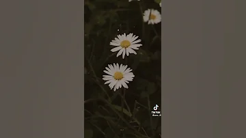 فيه شي جميل ووديع كمان أغنية الجميله والوحش 