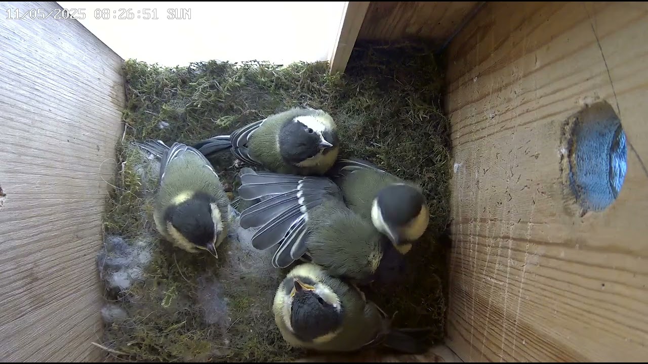 2025-05-11 Vienna - All 8 Great Tit Chicks Fledge in 15 Minutes! 🐣✨ Full Nest Departure – Nest Box 2