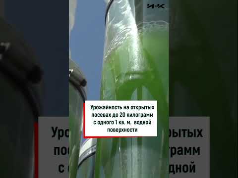 Еда будущего, хлорелла,