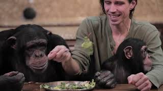 The NEW Chimp Dinner LIVE! 04.24.22 by Myrtle Beach Safari 35,941 views 2 years ago 38 minutes