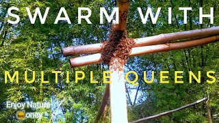 🌎 Swarm!! didn't expect to see multiple queens‼(beekeeping in jamaica)