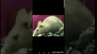 Dory The Big Fat Mouse