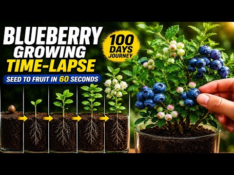 👉 Blueberry Growth Time-Lapse 🔵 | Seed to Fruit in 60 Seconds