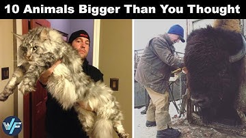 10 Animals That Are Way Bigger Than You Thought
