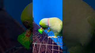 parrot video🦜#talkingparot #funny #parrot #birds