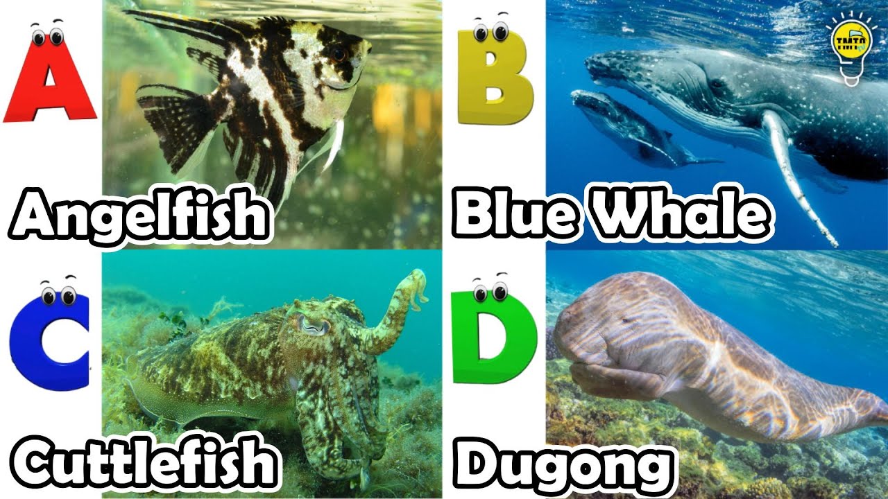 ABC phonics animals | ABC Sea Animals song | English and Animals for ...