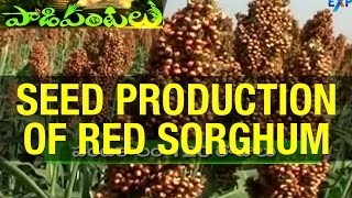 Seed Production of Red Sorghum (Yerra Jonna) in Ankapur village - Nizamabad District | Paadi Pantalu