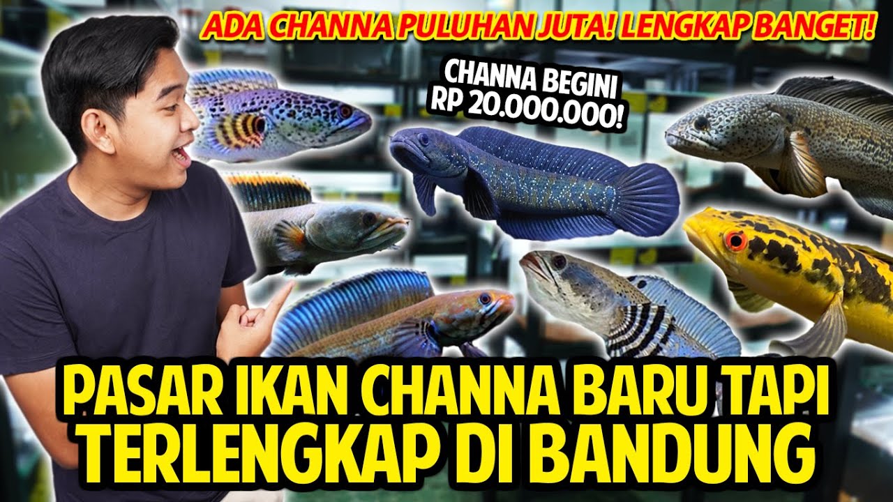 PASAR IKAN CHANNA BARU TAPI TERLENGKAP DI BANDUNG! ADA CHANNA PULUHAN JUTA! REDFINFISH GALLERY!