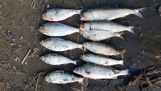 6/2/2024: PHIL-NOMENAL SHAD FISHING AT DISCOVERY PARK. "THE TUG IS THE DRUG"