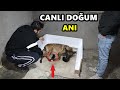 KÖPEĞİMİN CANLI DOĞUM ANI - YAVRULAR GELDİ!