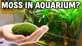 Does Normal Terrestrial Moss Grow in The Aquarium?