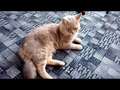 ЭМОЦИИ КОТОВ. КАК НАЙТИ ОБЩИЙ ЯЗЫК СО СВОИМ КОТОМ. ДОМАШНИЕ ЖИВОТНЫЕ И ИХ ХВОСТ VIVAVIDEO.